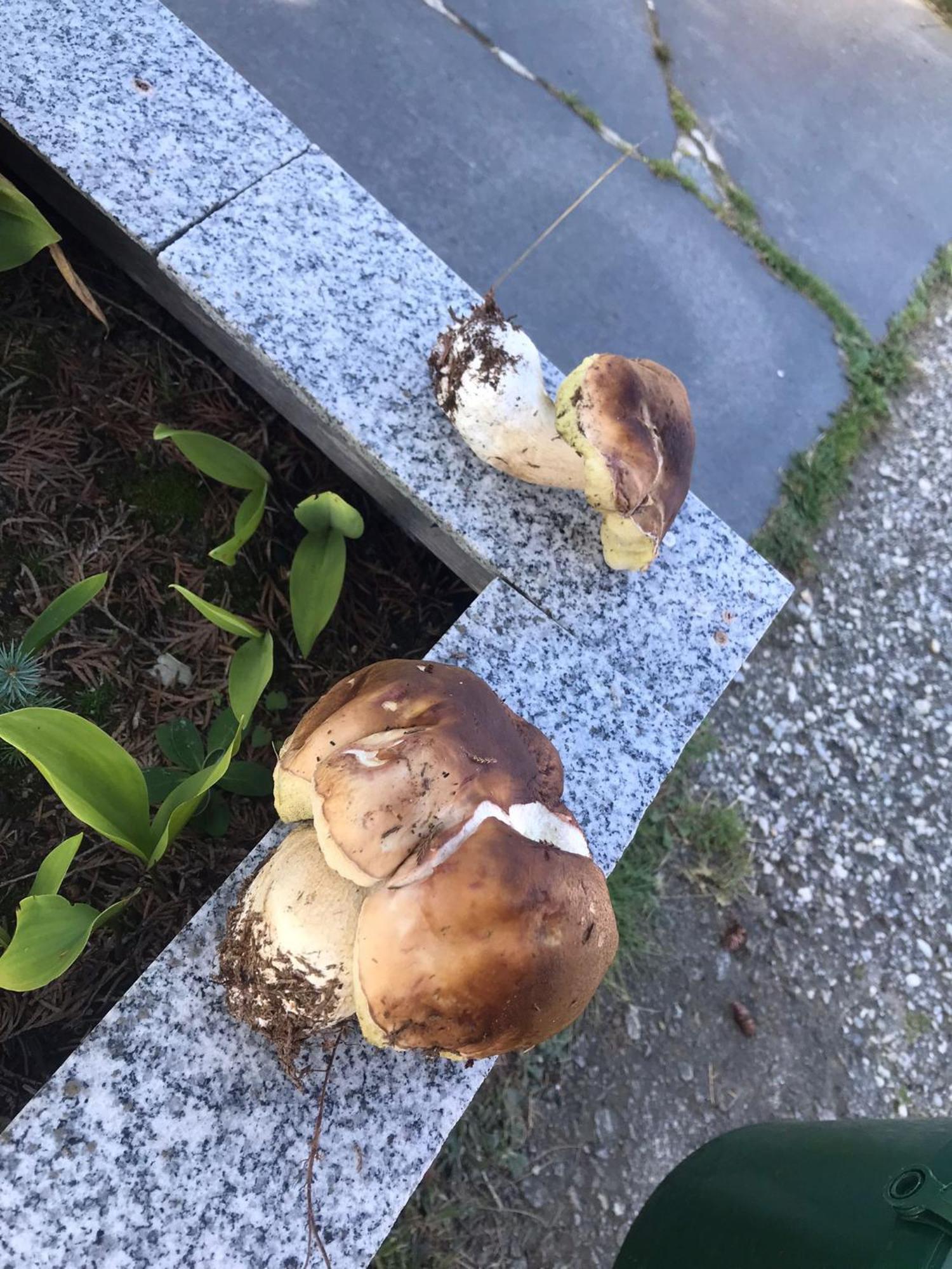 Zur Neuen Post Landgasthof Herzogsreut 외부 사진